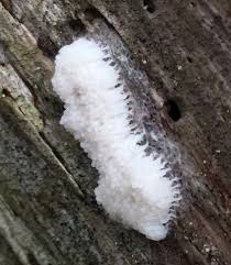 Attēlu rezultāti vaicājumam “Heterotrichia oerstedii (syn. Arcyria oerstedii)”