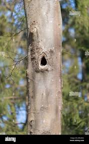 Attēlu rezultāti vaicājumam “Dryocopus martius nest”