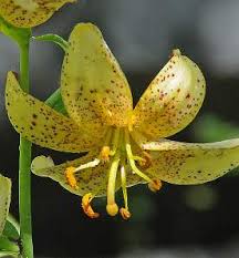 Attēlu rezultāti vaicājumam “Lilium martagon bud”