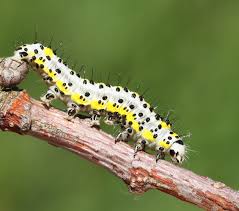 Attēlu rezultāti vaicājumam “Panolis umbra”