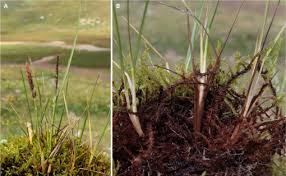 Attēlu rezultāti vaicājumam “Calamagrostis canescens leaf”