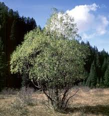Attēlu rezultāti vaicājumam “Salix pentandra fruit”