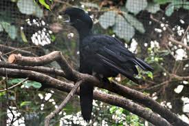 Attēlu rezultāti vaicājumam “Blepharidopterus angulatus imago”