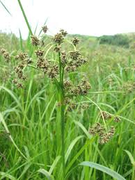Attēlu rezultāti vaicājumam “Scirpus sylvaticus bud”