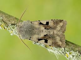 Attēlu rezultāti vaicājumam “Orthosia gothica”