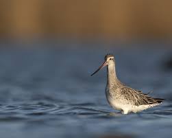 Attēlu rezultāti vaicājumam “Limosa lapponica adult”