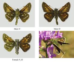 Attēlu rezultāti vaicājumam “Clossiana selene upperside”