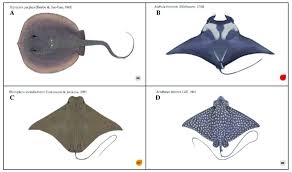 Image result for Styracura pacifica