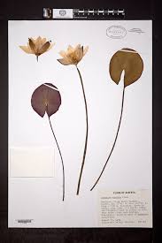 Attēlu rezultāti vaicājumam “Nymphaea candida”