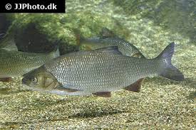 Attēlu rezultāti vaicājumam “Leuciscus idus”