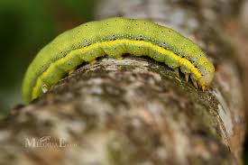 Attēlu rezultāti vaicājumam “Lacanobia oleracea”