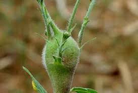 Attēlu rezultāti vaicājumam “Aulacidea hieracii”