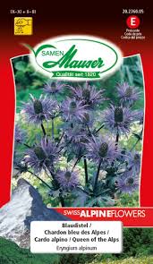 Image result for Blaudistel