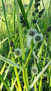 Attēlu rezultāti vaicājumam “Sparganium minimum”