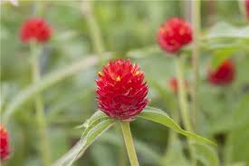 Image result for Kugelamarant