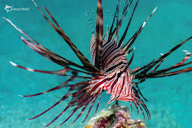 Image result for Pterois miles