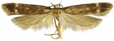 Attēlu rezultāti vaicājumam “Gelechia rhombella”