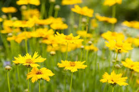 Image result for Coreopsis