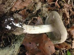 Attēlu rezultāti vaicājumam “Phleogena faginea young”