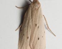 Attēlu rezultāti vaicājumam “Pelosia muscerda”