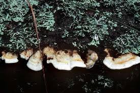 Attēlu rezultāti vaicājumam “Postia leucomallella”