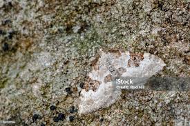 Attēlu rezultāti vaicājumam “Xanthorhoe montanata”