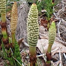 Attēlu rezultāti vaicājumam “Equisetum telmateia”