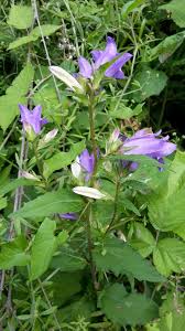 Attēlu rezultāti vaicājumam “Campanula trachelium flower”