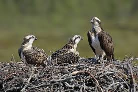 Attēlu rezultāti vaicājumam “Pandion haliaetus adult”