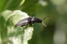 Attēlu rezultāti vaicājumam “Melanotus sp.”
