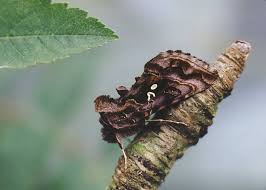 Attēlu rezultāti vaicājumam “Autographa pulchrina”