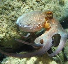 Image result for Guildford British Sub Aqua Club