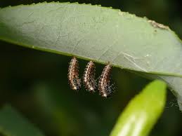 Attēlu rezultāti vaicājumam “Chrysomela vigintipunctata”