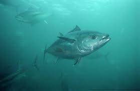 Image result for Thunnus maccoyii
