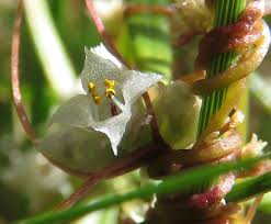 Attēlu rezultāti vaicājumam “Cuscuta epithymum subsp. trifolii”