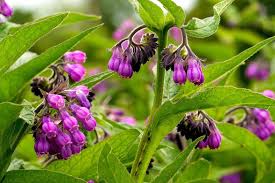 Image result for Symphytum officinale