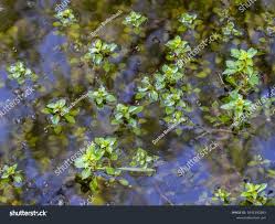 Attēlu rezultāti vaicājumam “Callitriche verna”