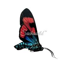 Attēlu rezultāti vaicājumam “Arctiidae”