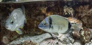 Image result for Diplodus helenae