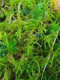 Attēlu rezultāti vaicājumam “Rhytidiadelphus subpinnatus”