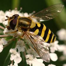 Attēlu rezultāti vaicājumam “Syrphus sp. imago”