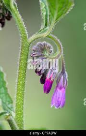 Attēlu rezultāti vaicājumam “Symphytum officinale bud”