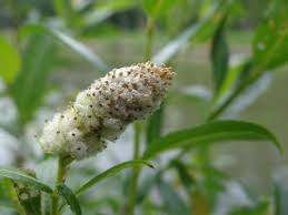Attēlu rezultāti vaicājumam “Rabdophaga heterobia”
