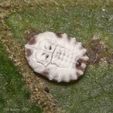 Attēlu rezultāti vaicājumam “Aleurochiton aceris nymph”