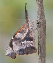 Attēlu rezultāti vaicājumam “Vacciniina optilete underside”