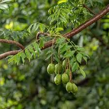 Attēlu rezultāti vaicājumam “Juncus capitatus fruit”