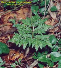 Attēlu rezultāti vaicājumam “Botrychium virginianum”