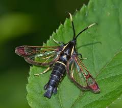 Attēlu rezultāti vaicājumam “Sesiidae”