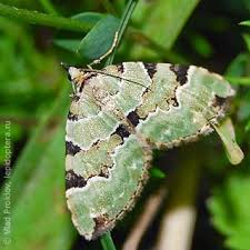 Attēlu rezultāti vaicājumam “Colostygia pectinataria female”