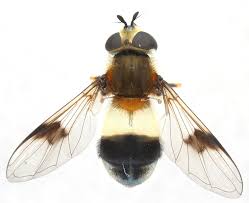 Attēlu rezultāti vaicājumam “Leucozona lucorum”